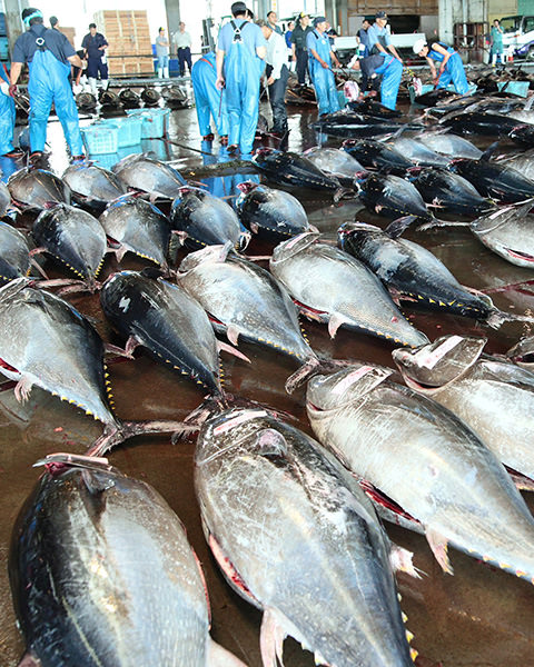 Shiogama Seafood Wholesale Market